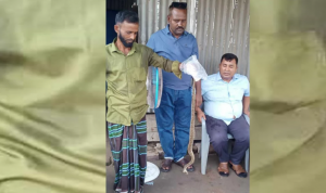 বিষধর রাসেলস ভাইপার সাপের কামড়ে এক কৃষকের মৃত্য