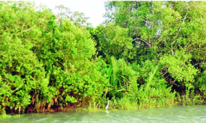 ঘূর্ণিঝড় রেমালের ধাক্কা কাটিয়ে উঠছে সুন্দরবন