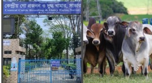 সাভারে কেন্দ্রীয় গো প্রজনন কেন্দ্রে নিষিদ্ধ ব্রাহমা প্রজাতির গরু সন্ধান