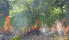 ২৫ ঘণ্টায়ও সুন্দরবনের আগুন নিয়ন্ত্রণে আসেনি