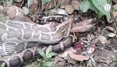 শ্রীমঙ্গলে হরিণ গিলে খেল অজগর