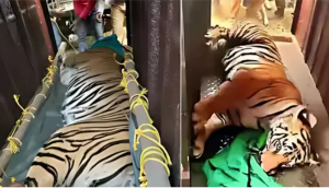 বাগে এসেছে বাঘিনী জিনাত