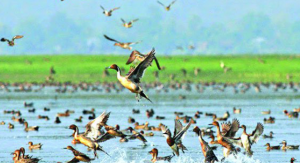 সংকুচিত হয়ে গেছে পাখিদের সবুজ দুনিয়া