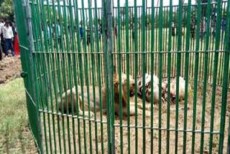 মানুষ মারার অপরাধে ১৮ সিংহ কাঠগড়ায়