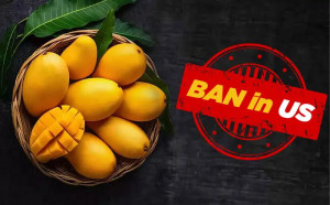 লস এঞ্জেলেসে ভারতের ১৫টি আমের চালান ধ্বংস, ৫ লাখ ডলার ক্ষতির আশঙ্কা
