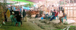 গাবতলী হাটে গরুর সংকট, মিলছে না মাঝারি ও ছোট গরু