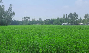 পাটের দামে হতাশা: কৃষকদের চাষে অনীহা বাড়ছে
