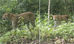 পার্বত্য অঞ্চলে চিতাবাঘের দেখা, ক্যামেরার ফাঁদে ধরা পড়লো বনের রাজা