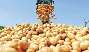 উত্তরাঞ্চলে বছরে আড়াই হাজার কোটি টাকার ফসল মাঠেই নষ্ট হচ্ছে