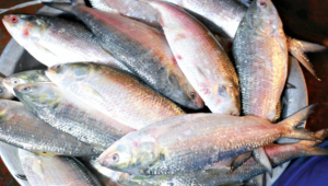 লোকসানের আশঙ্কায় ব্যবসায়ীরা ভারতে ইলিশ রপ্তানি স্থগিত