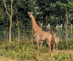 সাফারি পার্কের জিরাফ শূন্য, শেষ প্রাণীও চলে গেল