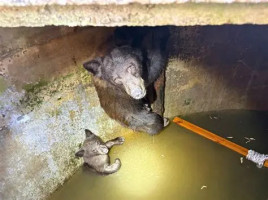 লা ভার্নেতে পানির ট্যাংকে আটকা মা ভালুক ও দুই শাবক উদ্ধার