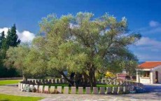 গাছের বয়স ২ হাজার বছর