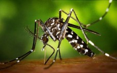 `এশিয়ায় ছড়িয়ে পড়তে পারে জিকা ভাইরাস`