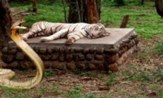 সাপের ছোবলে মৃত্যু হলো বাঘের