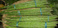 সজনে ডাঁটার বিস্ময়কর পুষ্টিগুণ