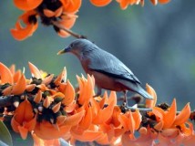 আজ পয়লা ফাল্গুন, বসন্তের শুরু