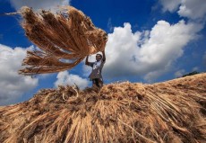 আজ জাতীয় পাট দিবস, সোনালি আঁশের সুদিন ফিরুক