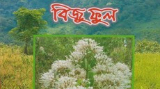 বিজুফুল নামকরণের গুরুত্ব ও সার্থকতার বিশ্লেষণ